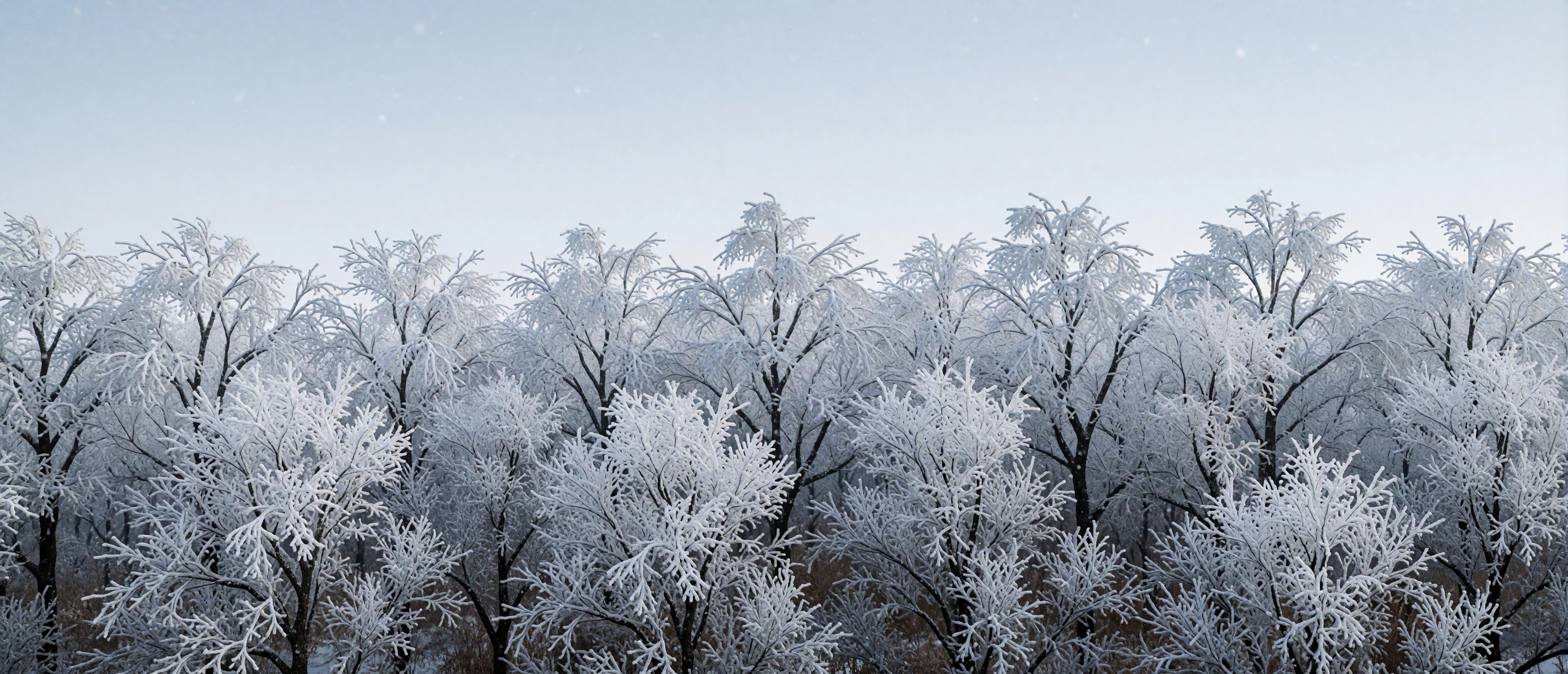 rime-ice-forest-treeline-white-frost-winter-sky-ultrawide
