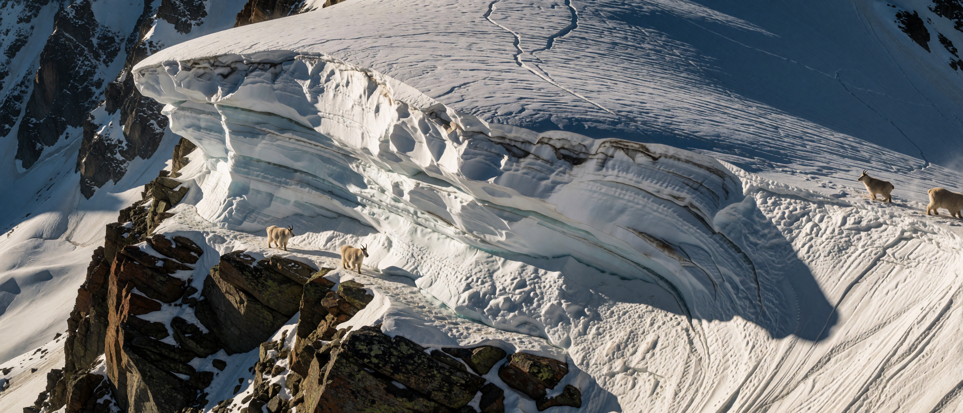 winter-wild-three-mountain-goats-beneath-snow-cornice-ultrawide